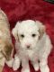 Aussie Doodles Puppies for sale in Blue Island, IL, USA. price: $800