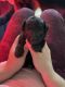 Aussie Doodles Puppies for sale in Bucyrus, OH 44820, USA. price: $1,000