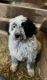 Aussie Doodles Puppies for sale in Hartland, WI, USA. price: $450