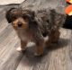 Aussie Doodles Puppies for sale in Hotchkiss, CO, USA. price: $2,000