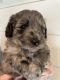 Aussie Doodles Puppies for sale in Pierson, MI 49339, USA. price: $1,200