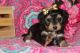 Aussie Doodles Puppies for sale in Liberal, MO 64762, USA. price: NA