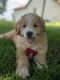 Aussie Doodles Puppies for sale in Wheaton, MO, USA. price: NA