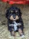 Aussie Poo Puppies for sale in Louisa, VA 23093, USA. price: NA