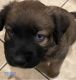 Aussie Poo Puppies for sale in Orlando, FL, USA. price: $500