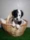 Aussie Poo Puppies for sale in Henderson, NV 89011, USA. price: $400