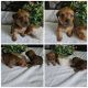 Aussie Poo Puppies for sale in Statham, GA, USA. price: NA