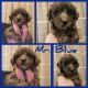 Aussie Poo Puppies for sale in Huntington, WV, USA. price: $1,000