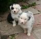 Aussie Poo Puppies