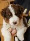 Aussie Poo Puppies for sale in Jacksonville, FL, USA. price: $500