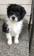 Aussie Poo Puppies for sale in Federal Way, WA, USA. price: NA