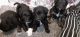 Aussie Poo Puppies for sale in South Boston, VA 24592, USA. price: NA