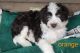 Aussie Poo Puppies for sale in Ellington, MO 63638, USA. price: NA