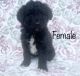 Aussie Poo Puppies for sale in Waterford Twp, MI, USA. price: NA