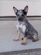 Austrailian Blue Heeler Puppies for sale in Niederwald, TX 78640, USA. price: $300