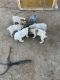 Austrailian Blue Heeler Puppies for sale in Midland, TX, USA. price: $250