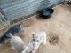 Austrailian Blue Heeler Puppies for sale in 1460 Co Rd 1309, Rusk, TX 75785, USA. price: $100
