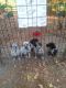 Austrailian Blue Heeler Puppies for sale in Willis, TX 77378, USA. price: $10,000