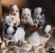 Austrailian Blue Heeler Puppies for sale in Willow Hill, PA, USA. price: $650