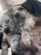 Austrailian Blue Heeler Puppies for sale in Young, Arizona. price: NA