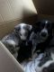 Austrailian Blue Heeler Puppies for sale in Franklin, Indiana. price: $400