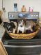 Austrailian Blue Heeler Puppies for sale in Coldwater, MI 49036, USA. price: NA
