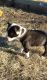 Australian Bulldog Puppies for sale in Llano, TX 78643, USA. price: $200