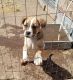 Australian Bulldog Puppies for sale in Llano, TX 78643, USA. price: $40