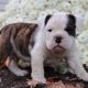 Australian Bulldog Puppies for sale in Canton, OH, USA. price: $1,350