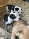 Australian Bulldog Puppies for sale in Decker, MI 48426, USA. price: $1,200