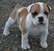 Australian Bulldog Puppies for sale in Arlington, TX, USA. price: $1,000