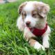 Australian Bulldog Puppies for sale in Drummond Rd, Westfield, NJ 07090, USA. price: $820