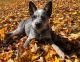Australian Cattle Dog Puppies for sale in Boiling Springs, NC 28152, USA. price: $1,100