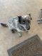 Australian Cattle Dog Puppies for sale in Moreno Valley, CA, USA. price: NA