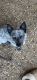 Australian Cattle Dog Puppies for sale in Graham, TX 76450, USA. price: NA