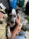 Australian Cattle Dog Puppies for sale in Candler, NC 28715, USA. price: $250