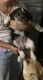 Australian Cattle Dog Puppies for sale in Cherry Valley, CA, USA. price: $200