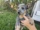 Australian Cattle Dog Puppies for sale in Beaumont, CA 92223, USA. price: $1,200