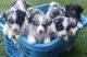 Australian Cattle Dog Puppies for sale in Rusk, TX 75785, USA. price: $350