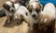 Australian Cattle Dog Puppies for sale in Currie, NC 28435, USA. price: $500
