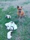 Australian Cattle Dog Puppies for sale in Newton, NC, USA. price: $250