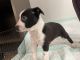 Australian Cattle Dog Puppies for sale in Norco, CA, USA. price: $300