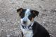 Australian Cattle Dog Puppies for sale in D'Hanis, TX, USA. price: $250