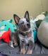 Australian Cattle Dog Puppies for sale in Raleigh, NC, USA. price: $800