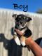 Australian Cattle Dog Puppies for sale in Amarillo, TX, USA. price: $100