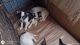 Australian Cattle Dog Puppies for sale in Delhi, CA 95315, USA. price: $100