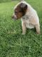 Australian Cattle Dog Puppies for sale in Corcoran, CA 93212, USA. price: $250