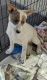 Australian Cattle Dog Puppies for sale in San Bernardino, CA, USA. price: $45,000