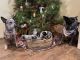 Australian Cattle Dog Puppies for sale in Auburn, California. price: $500