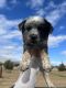 Australian Cattle Dog Puppies for sale in Nuevo, California. price: $500